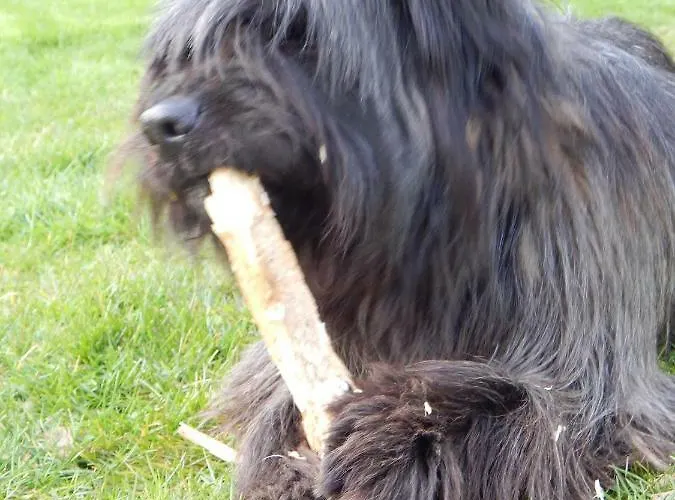 Couette-café Roulotte La Verdine Dury (Aisne)