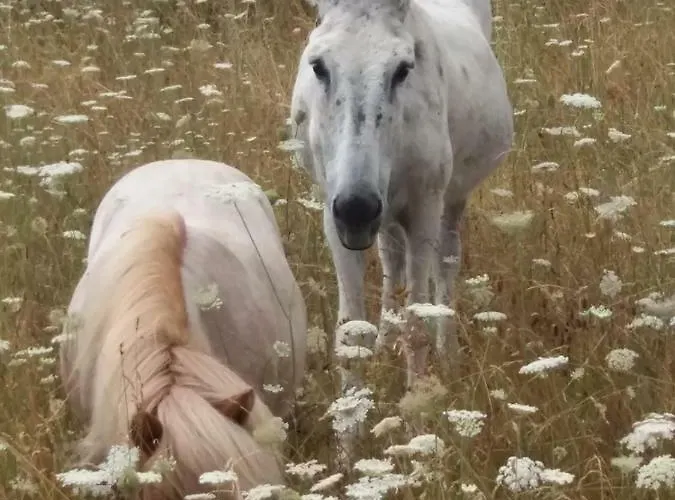 B&B Roulotte La Verdine Dury (Aisne)