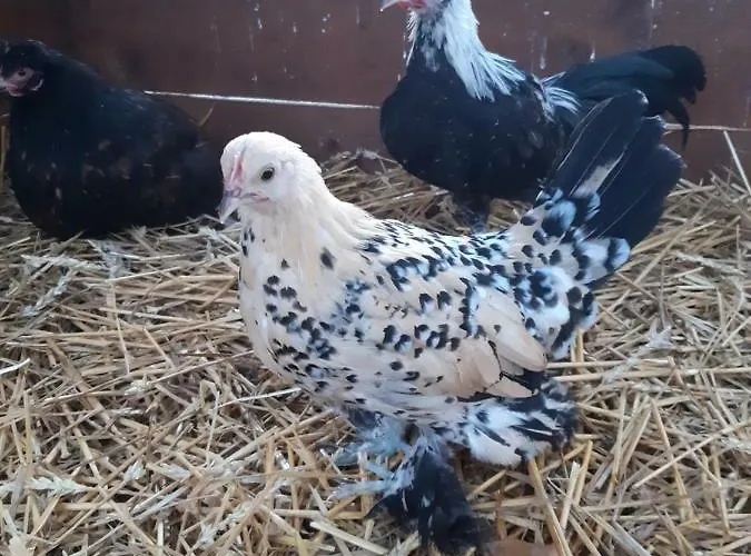 Roulotte La Verdine Couette-café